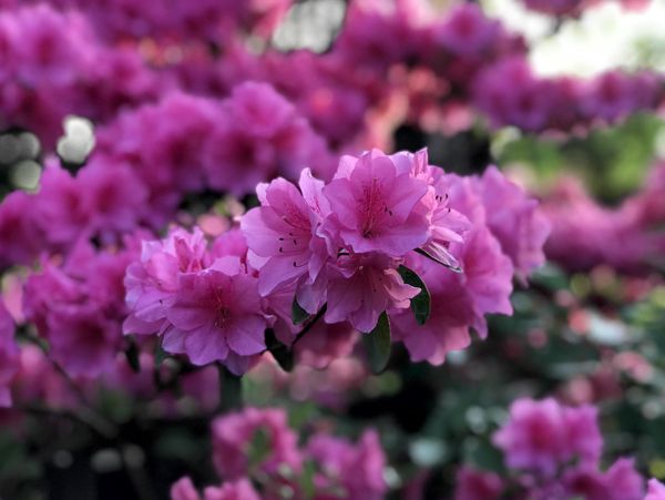 azalea in soft morning light