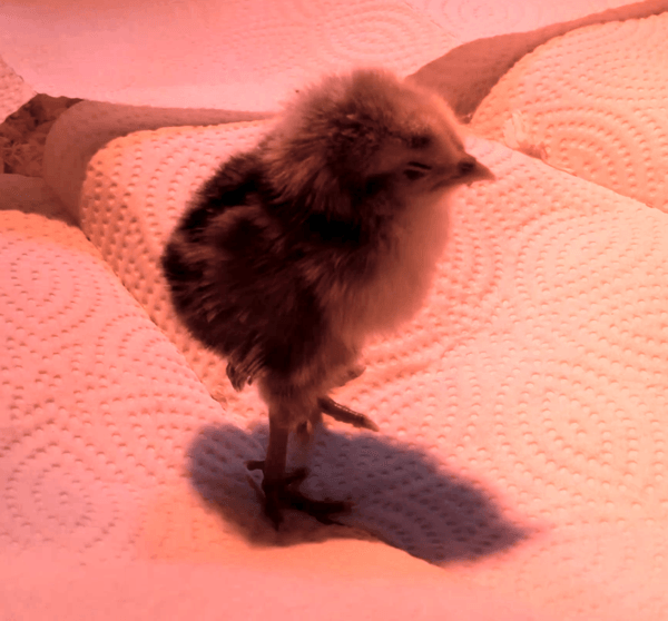 baby chick -- selfie before coffee