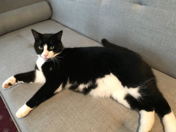 gray_sofa_cat_approved-compressor