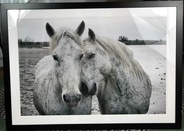 greatbigcanvas_white_horses_france