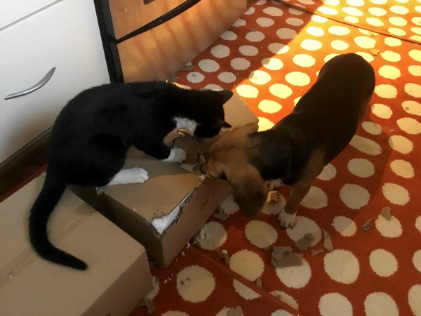 The Uprising: Dogs and Cats Working Together